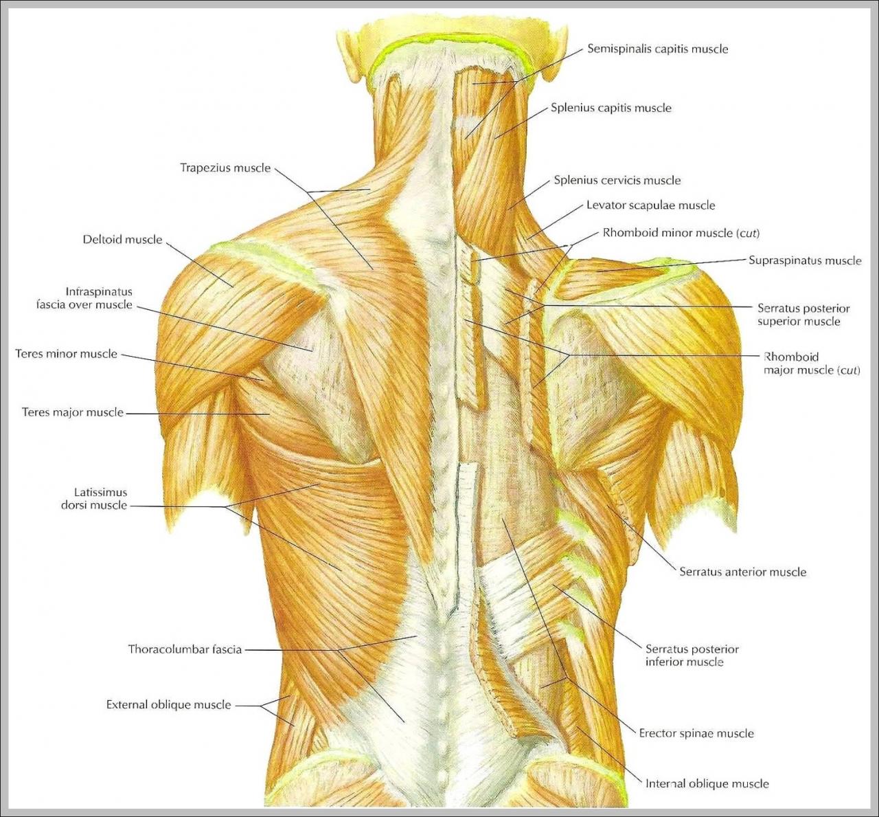 Spine muscles biomechanics multifidus part